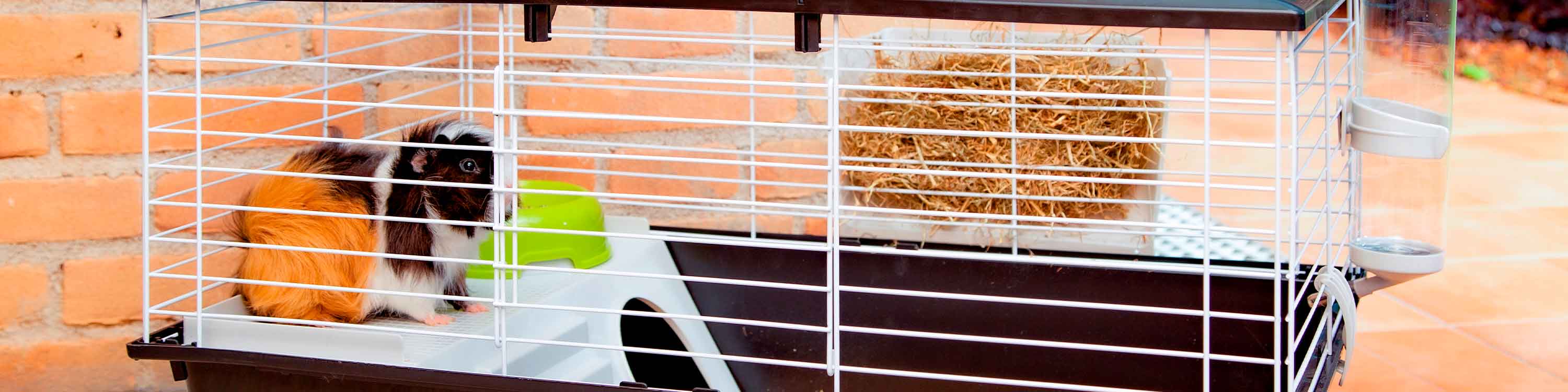 Huge guinea pig cage best sale