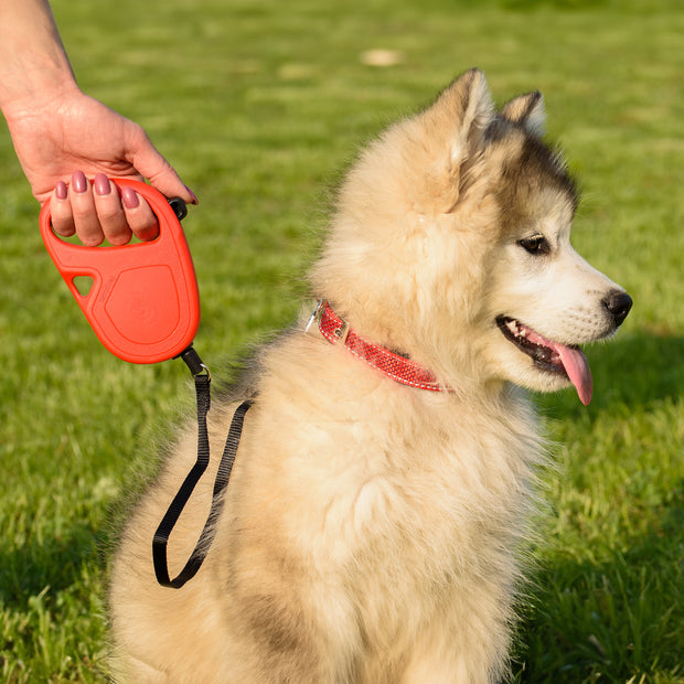 Cord retractable dog leash best sale